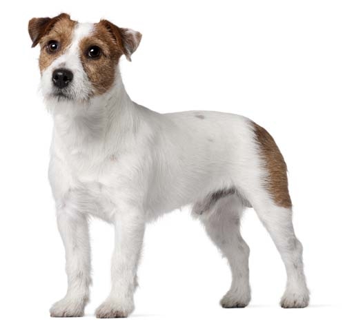 Different types store of jack russell